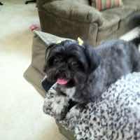 Harlee