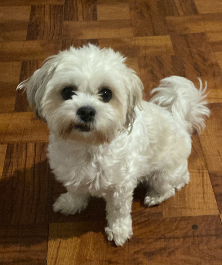 Dog Pet Photo