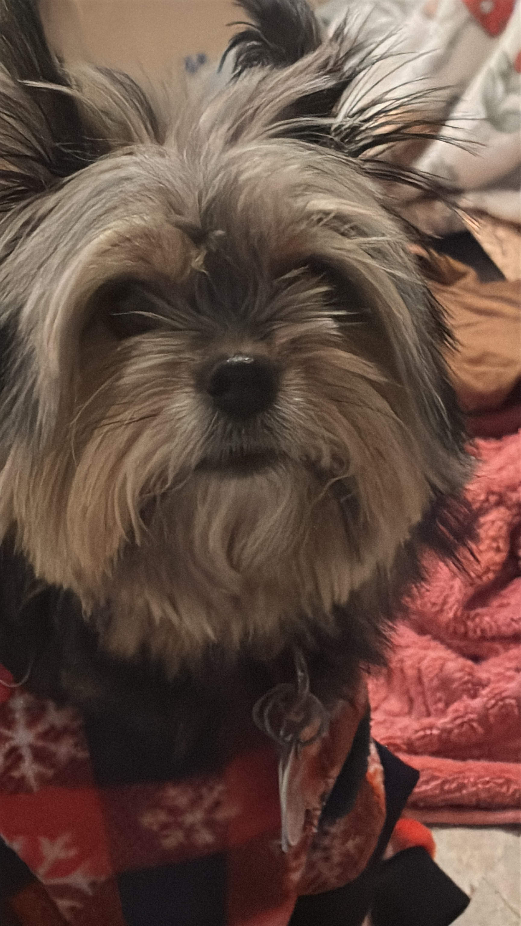 Dog Pet Photo