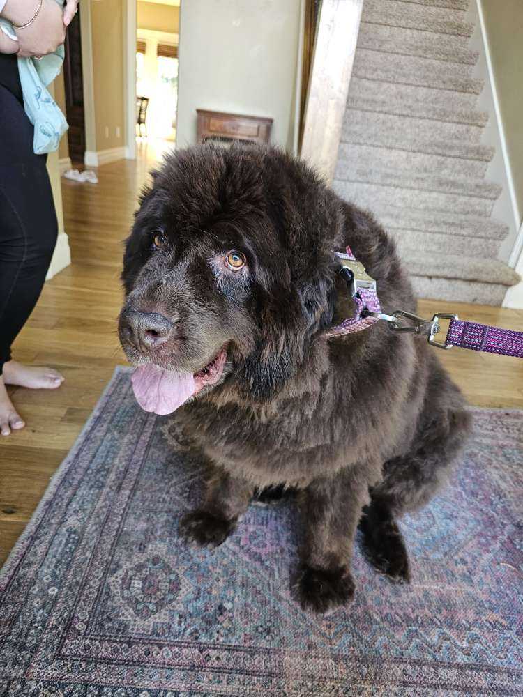 Stella