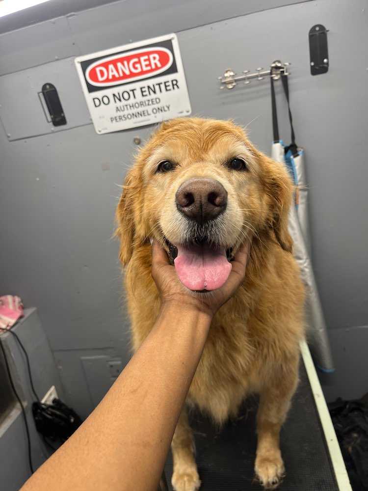 Buddy