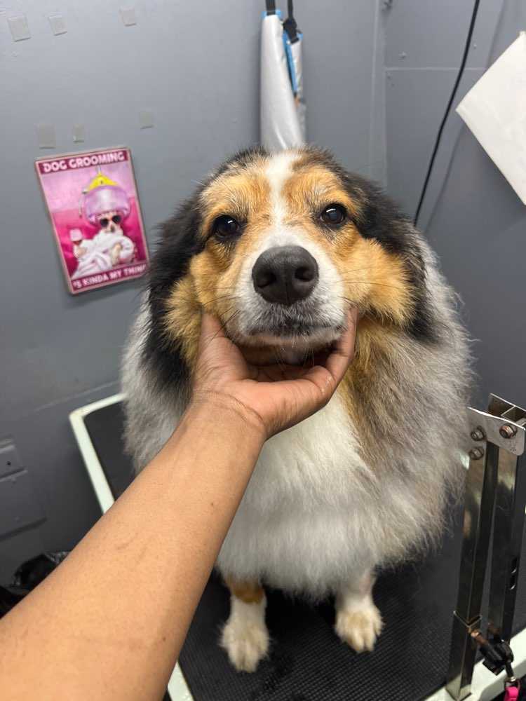Pet