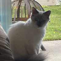 Gracie