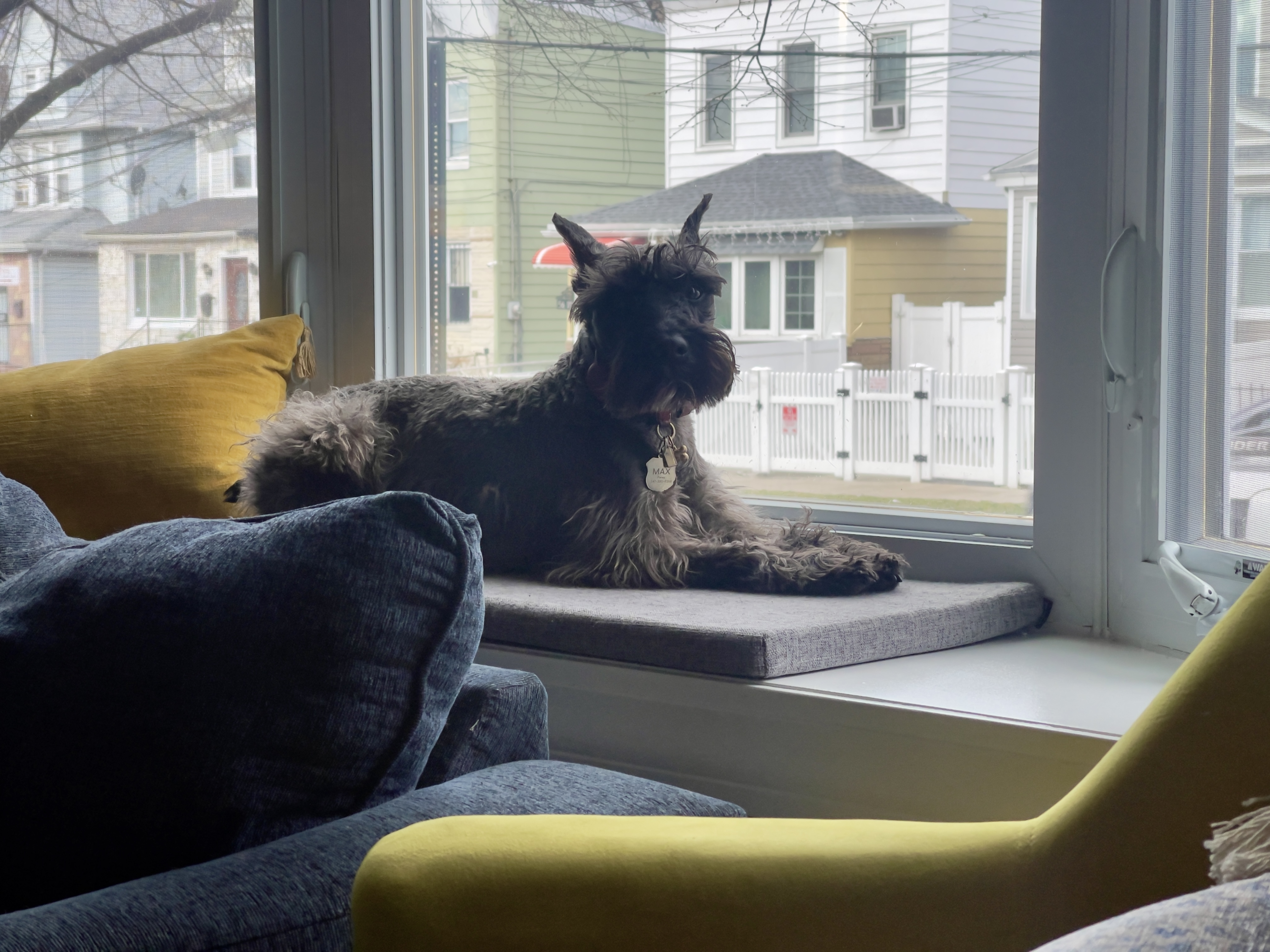 Dog Pet Photo