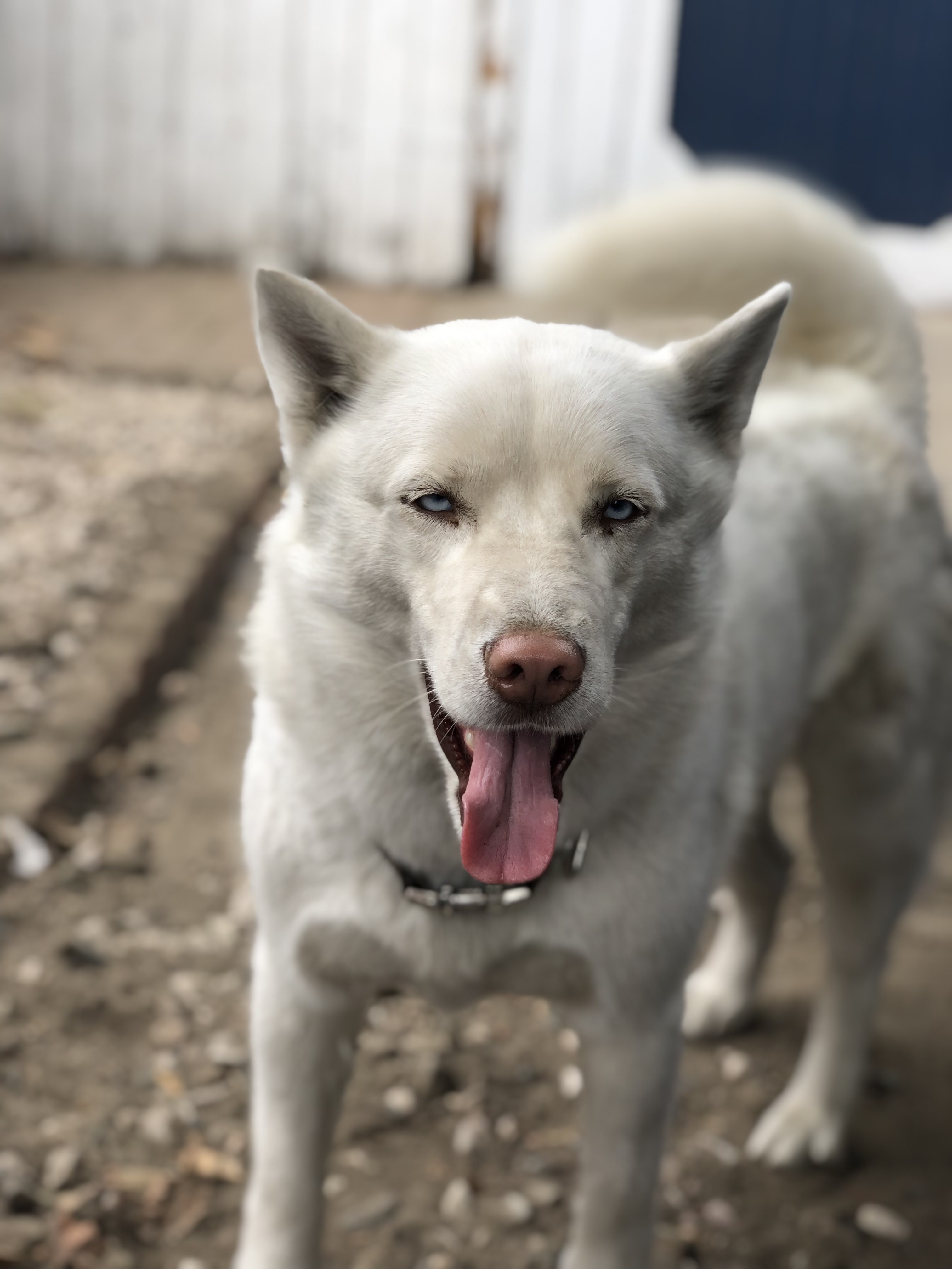Dakota