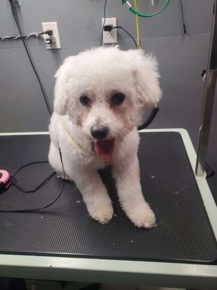 Tulip