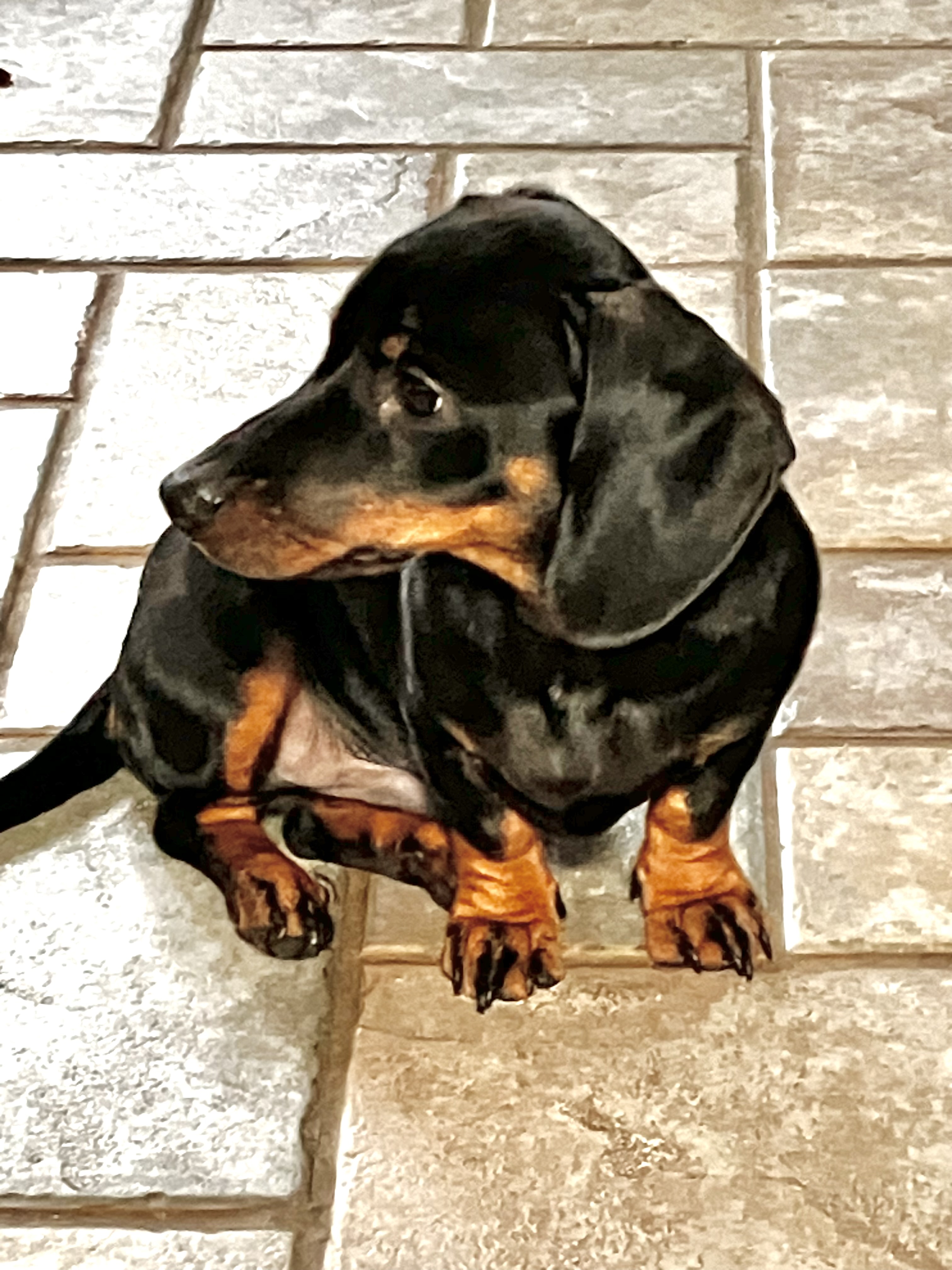 Toby