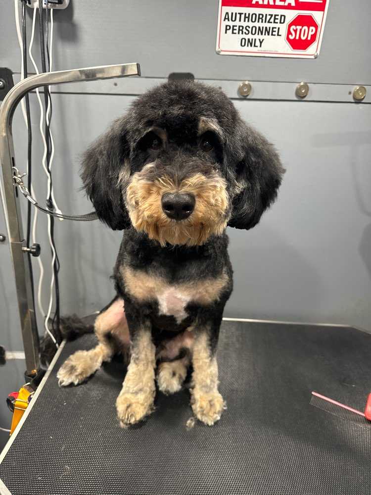 Dog Pet Photo