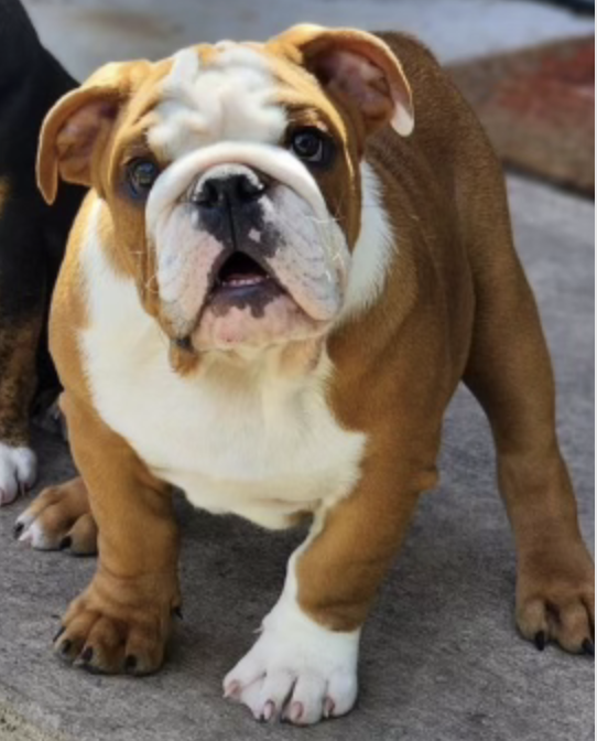 Mojo