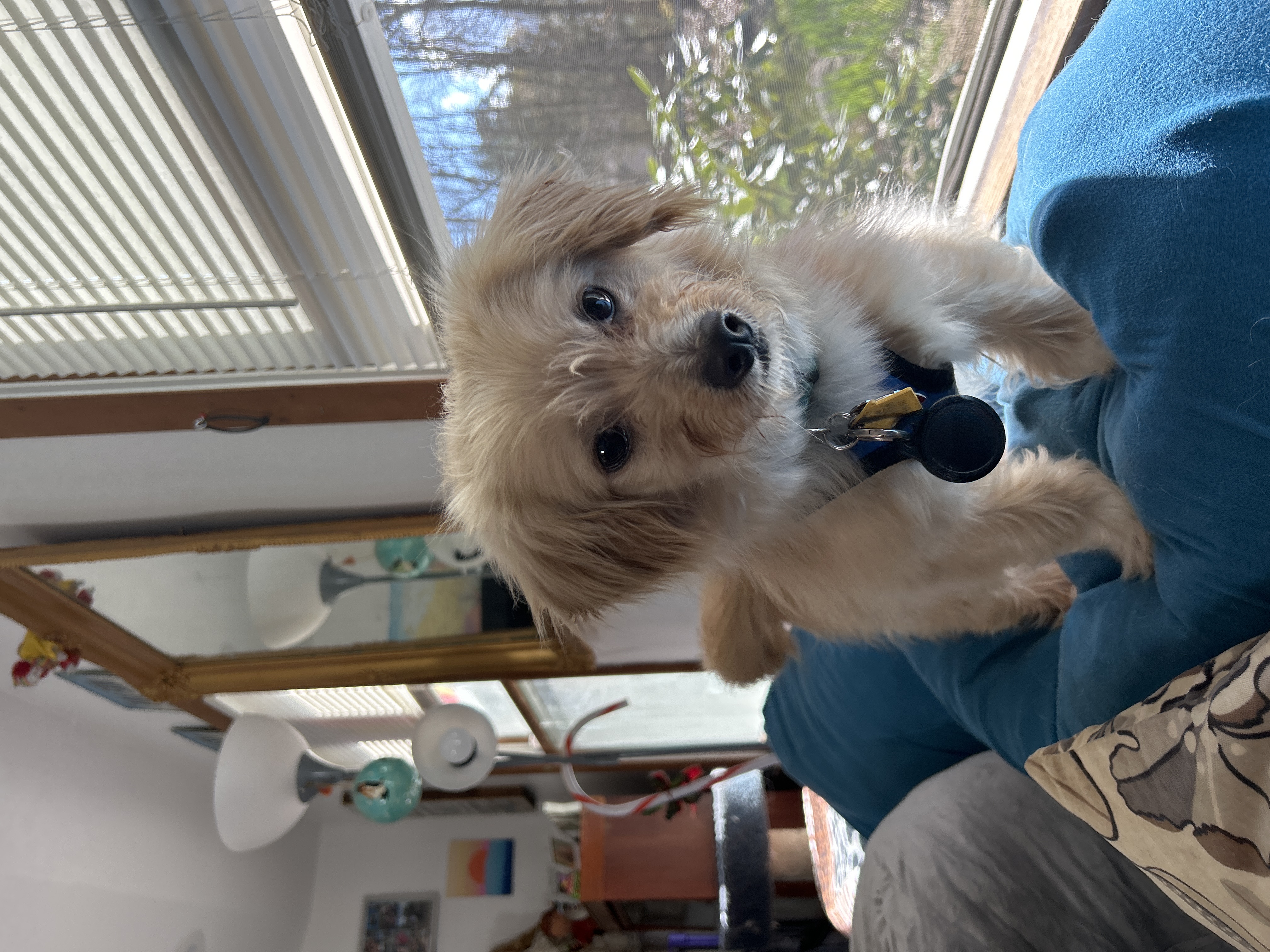Dog Pet Photo