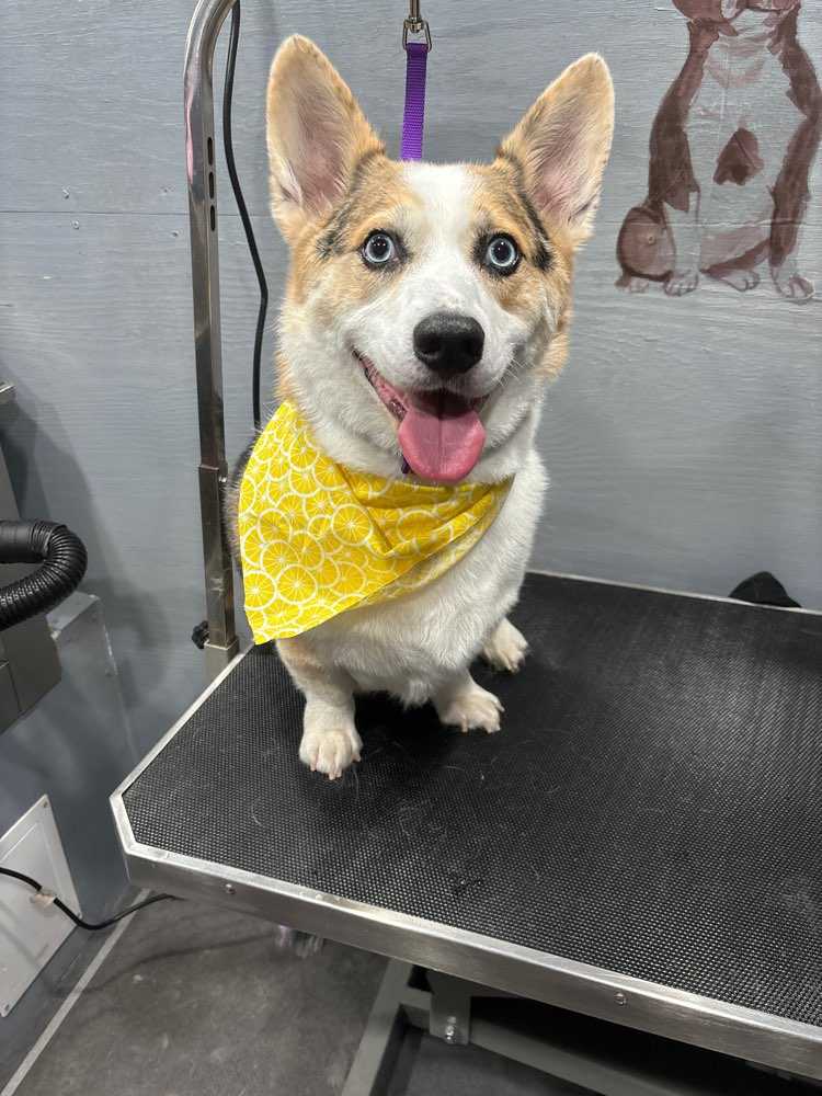 Bowie