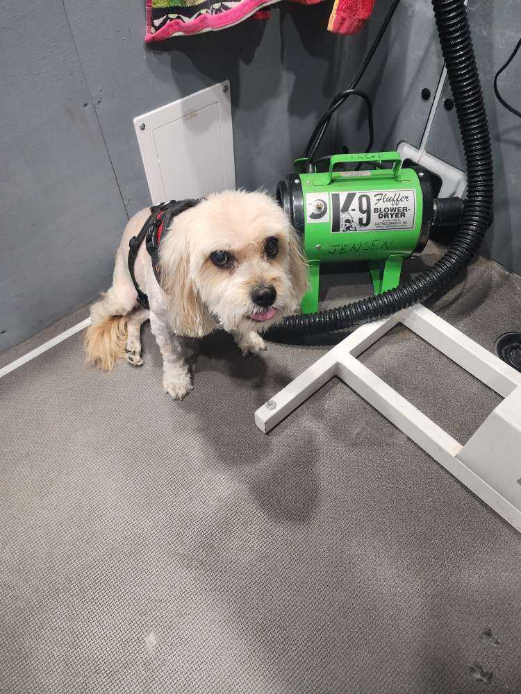 Toby