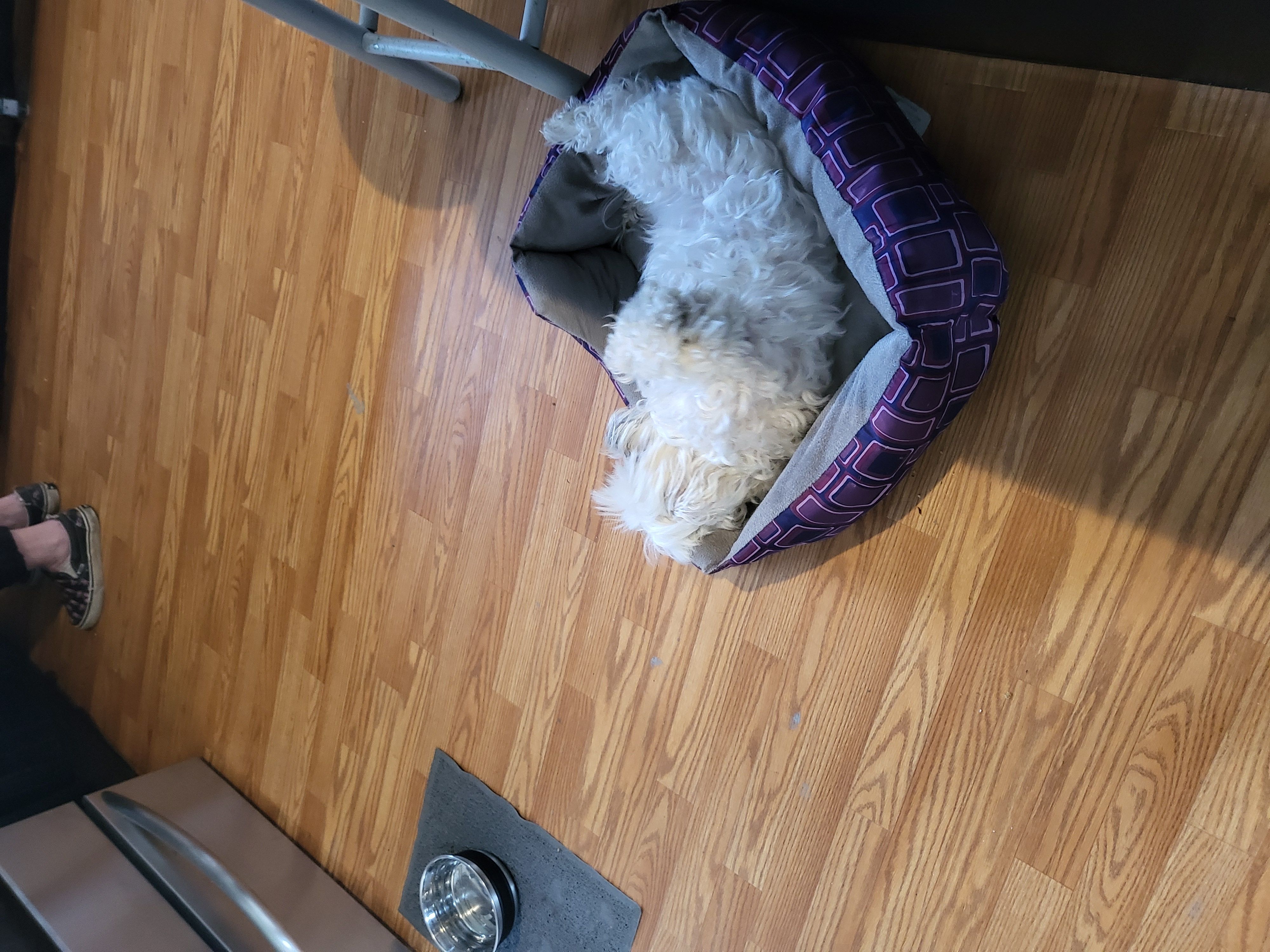 Tootsie 