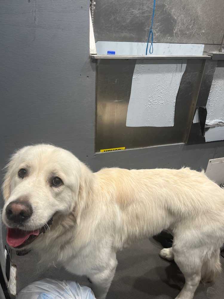 Oscar 