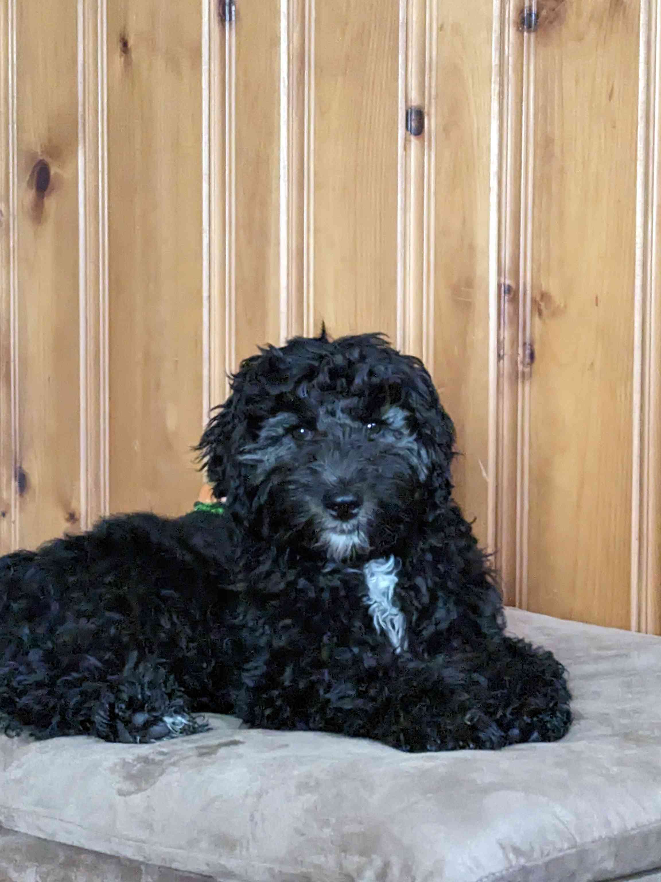 Cosmo