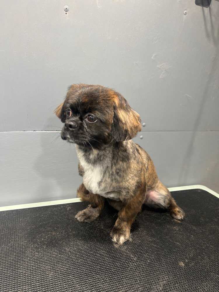 Dixie