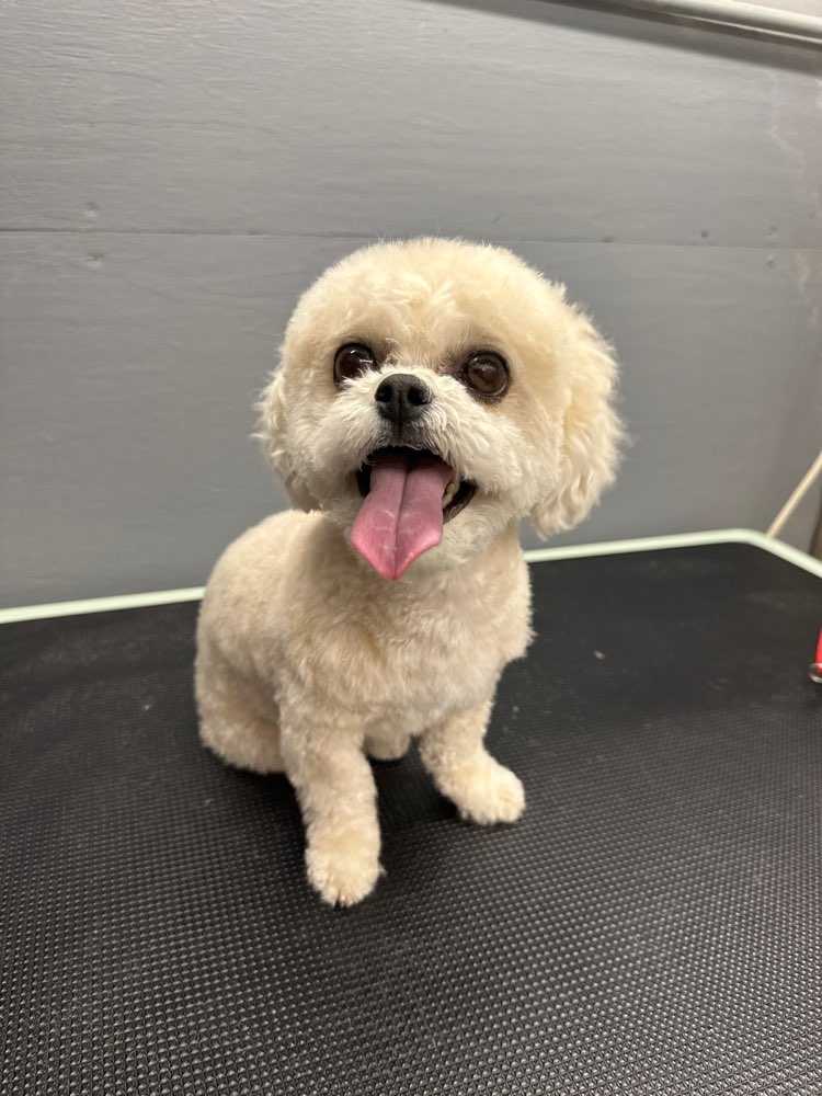 Hazel