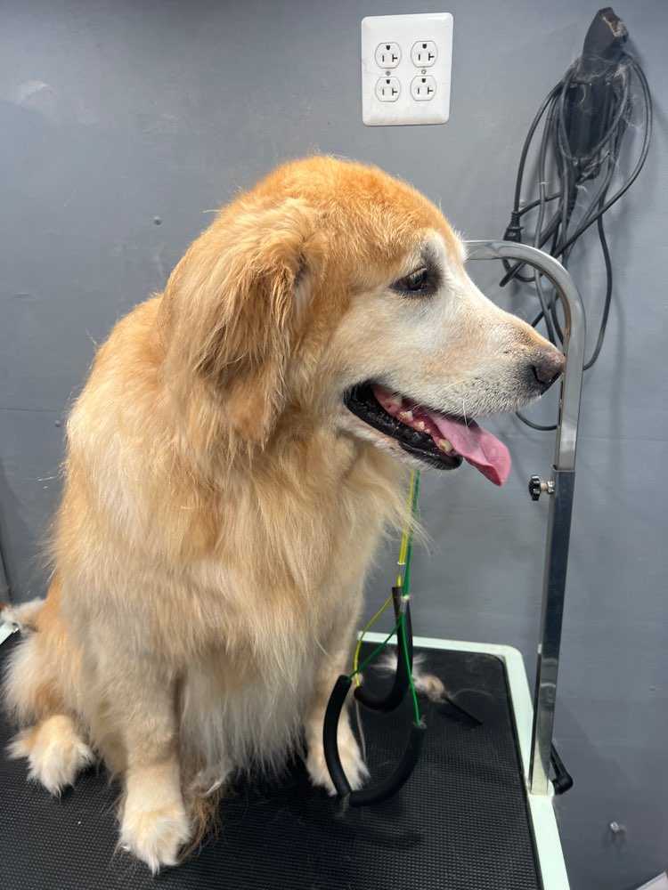 Sammy