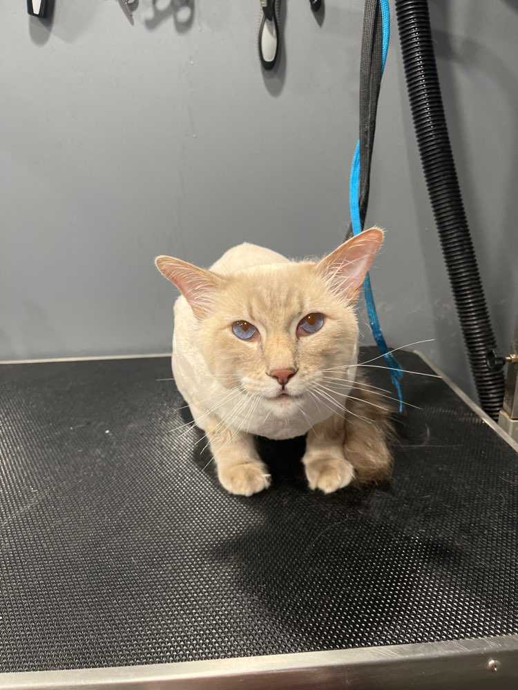 Pet