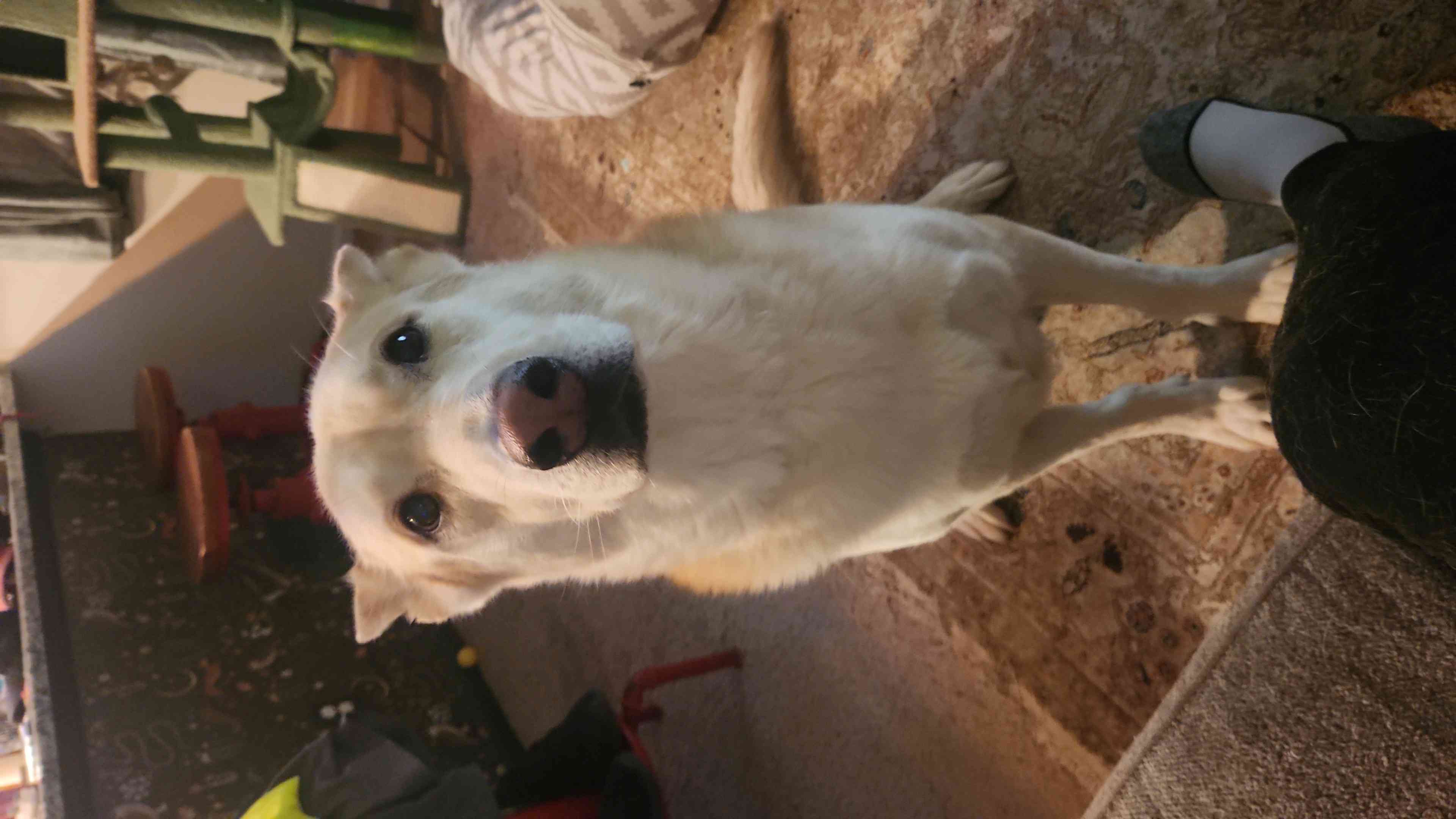 Haku