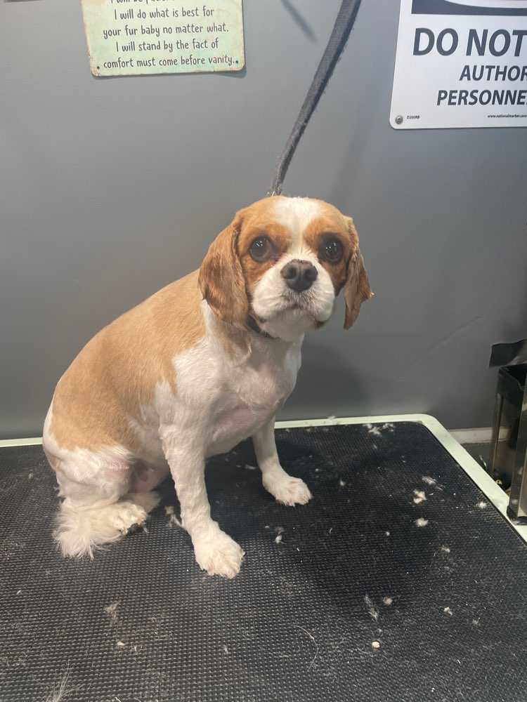 Dog Pet Photo