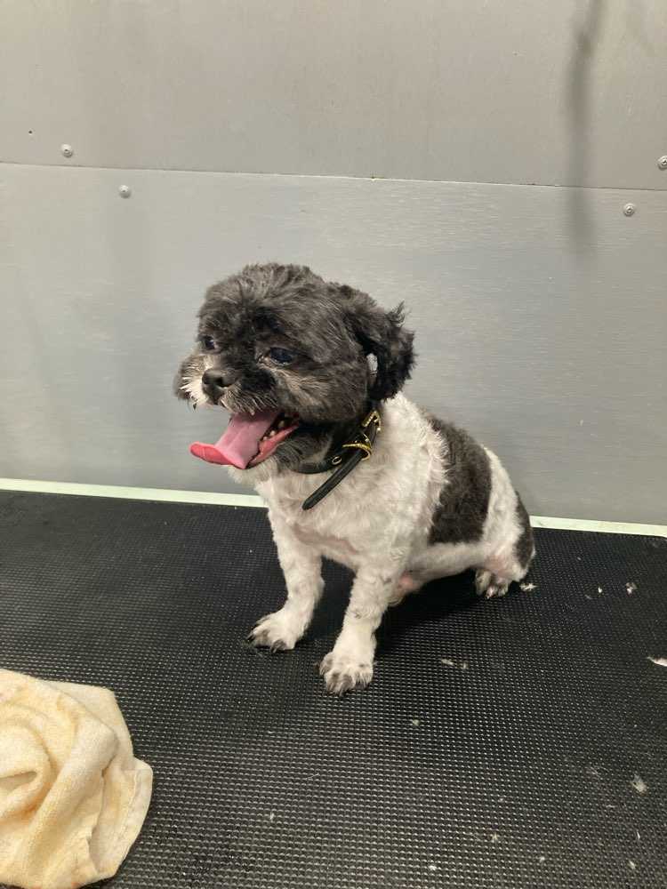 Pooch aka kato