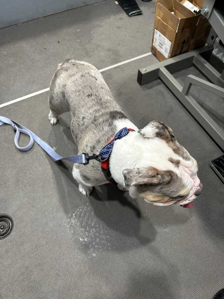 Molly