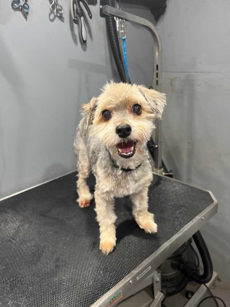 Dog Pet Photo