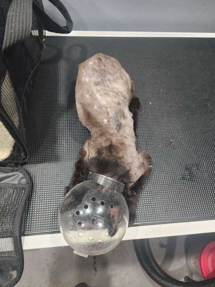Max