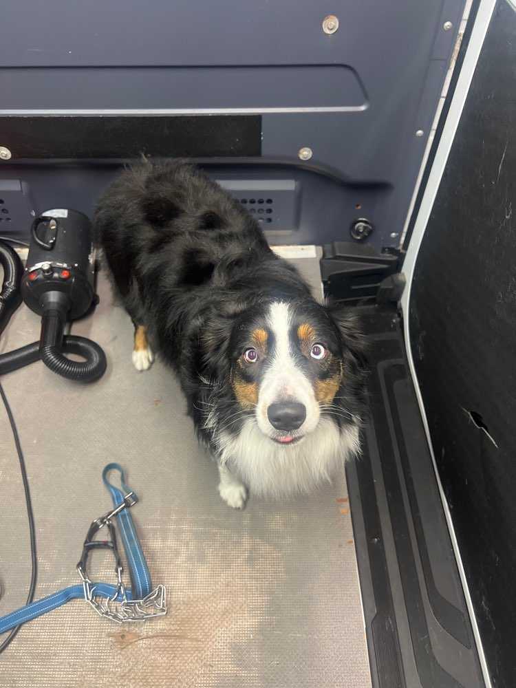 Pet