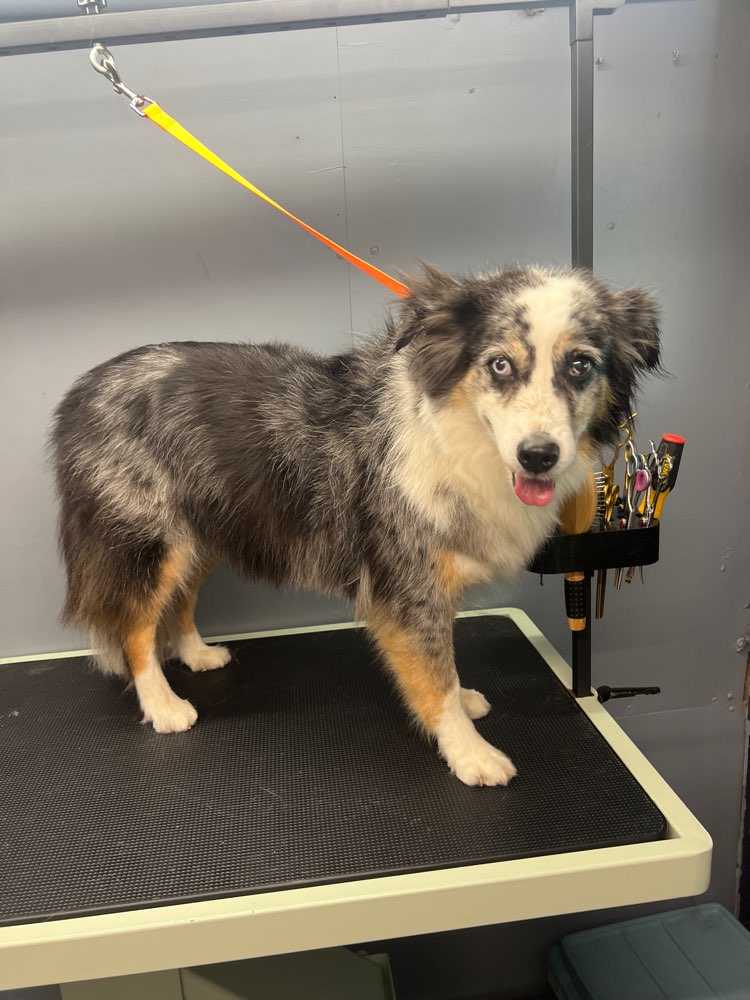 Pet