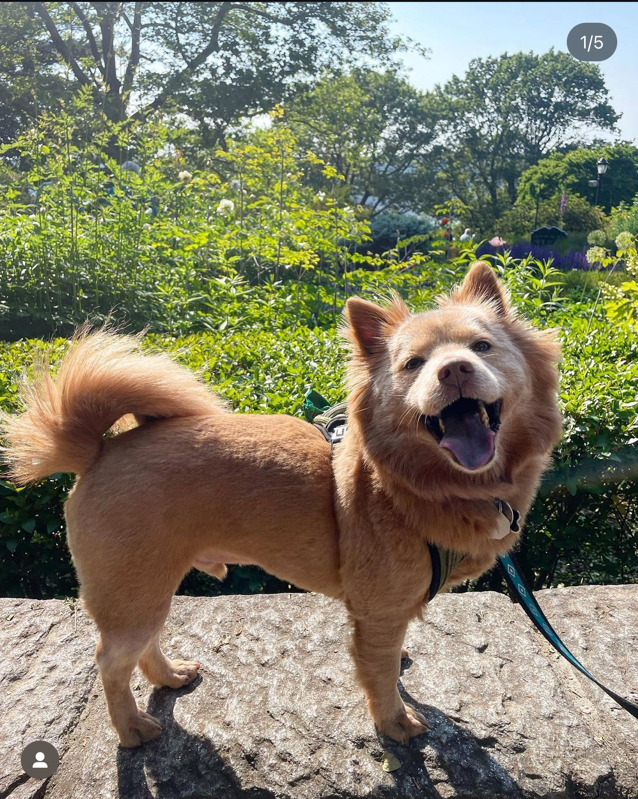 Dog Pet Photo