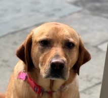 Lucy