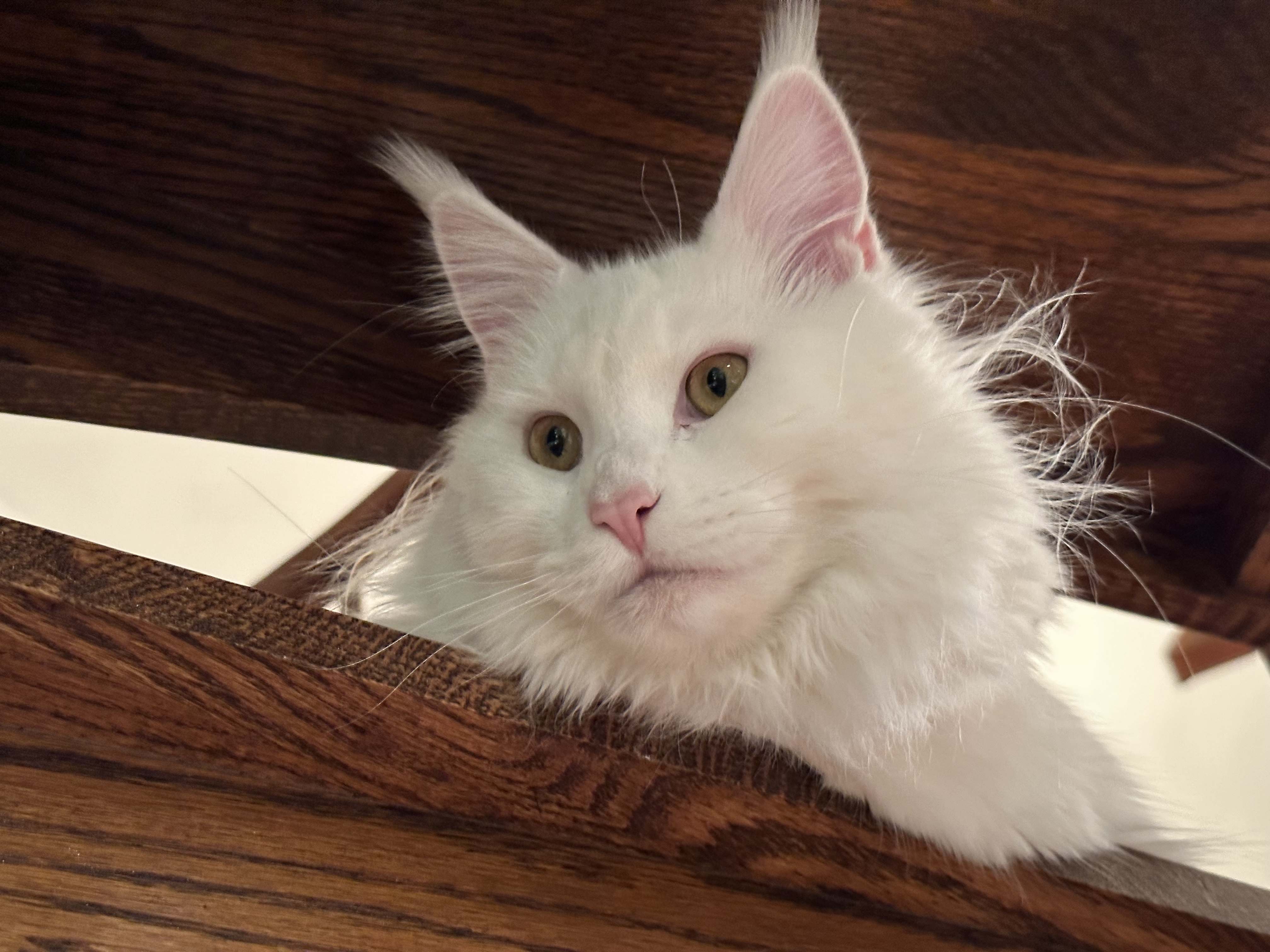 Fluffy