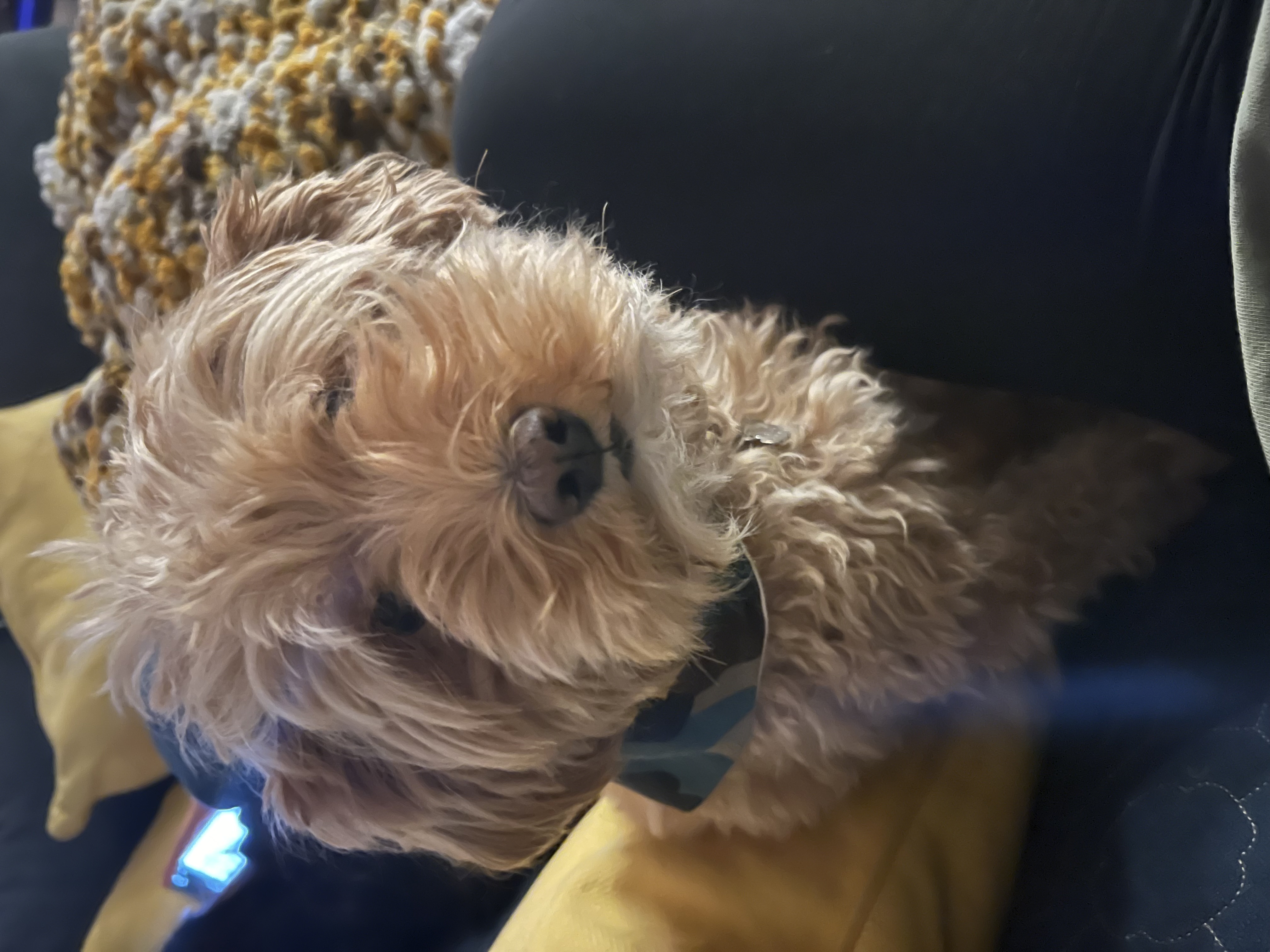 Biscuit