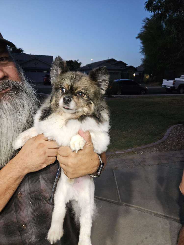 Chewy