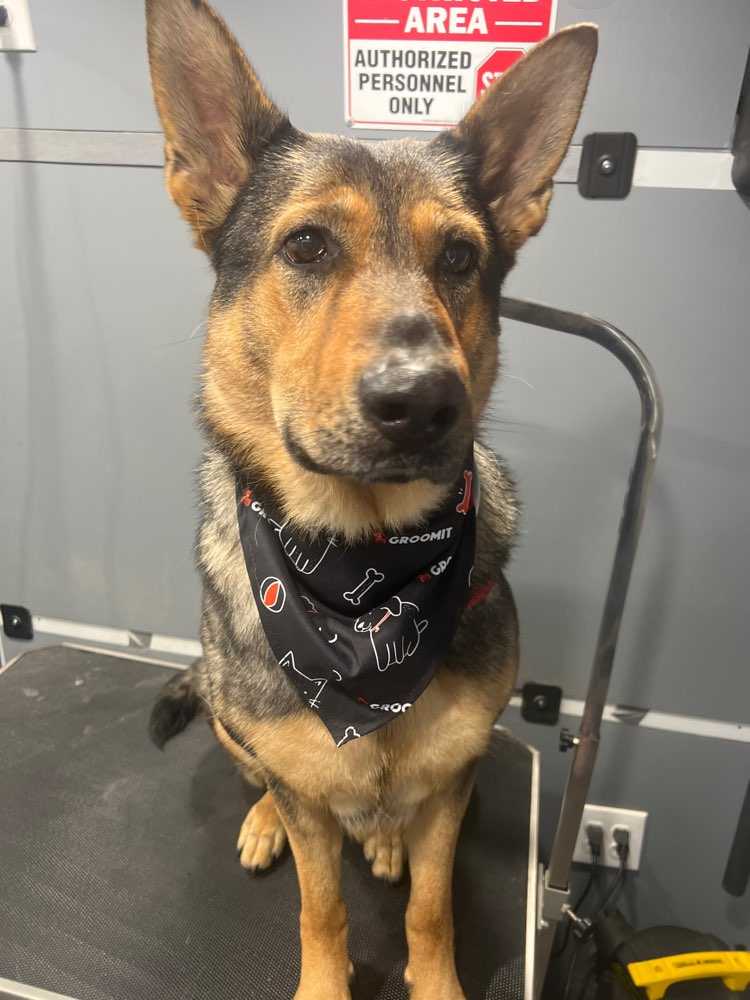 Dog Pet Photo
