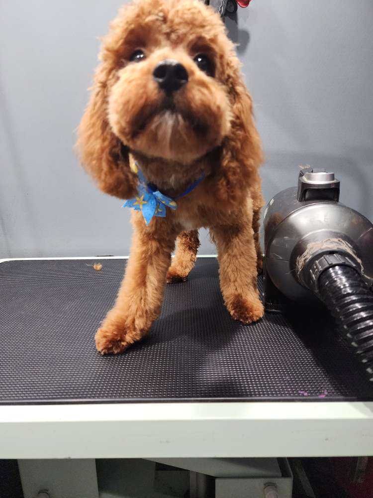 Pet