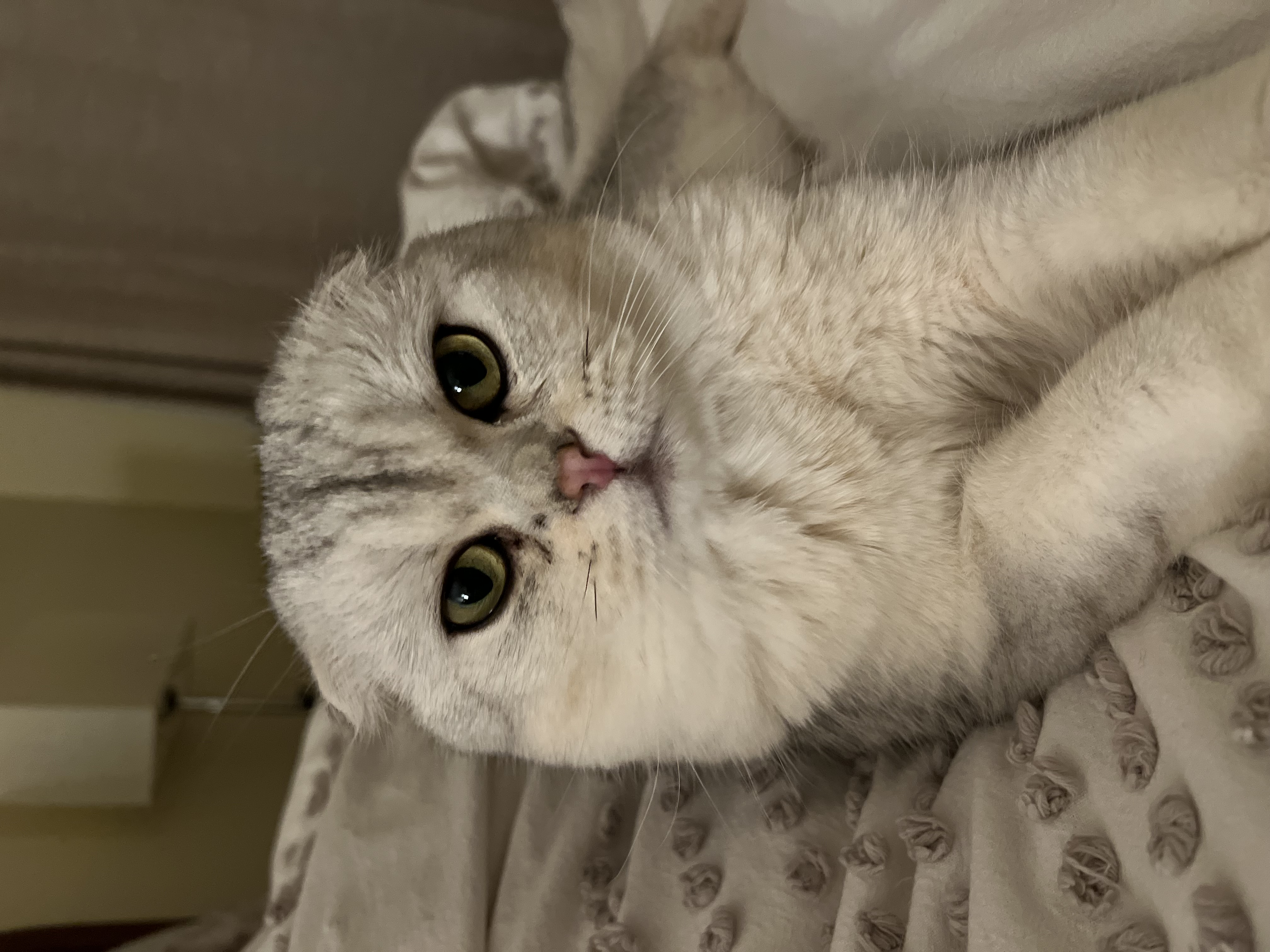 Nur