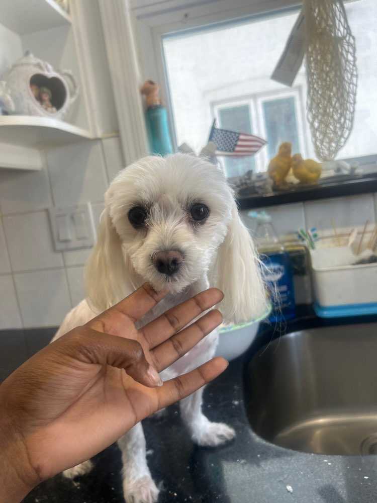 Pet