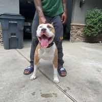 Deebo