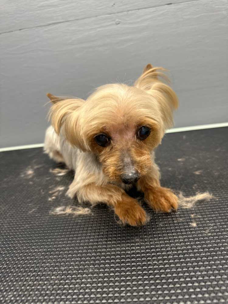Dog Pet Photo