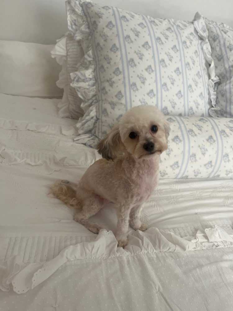 Pet