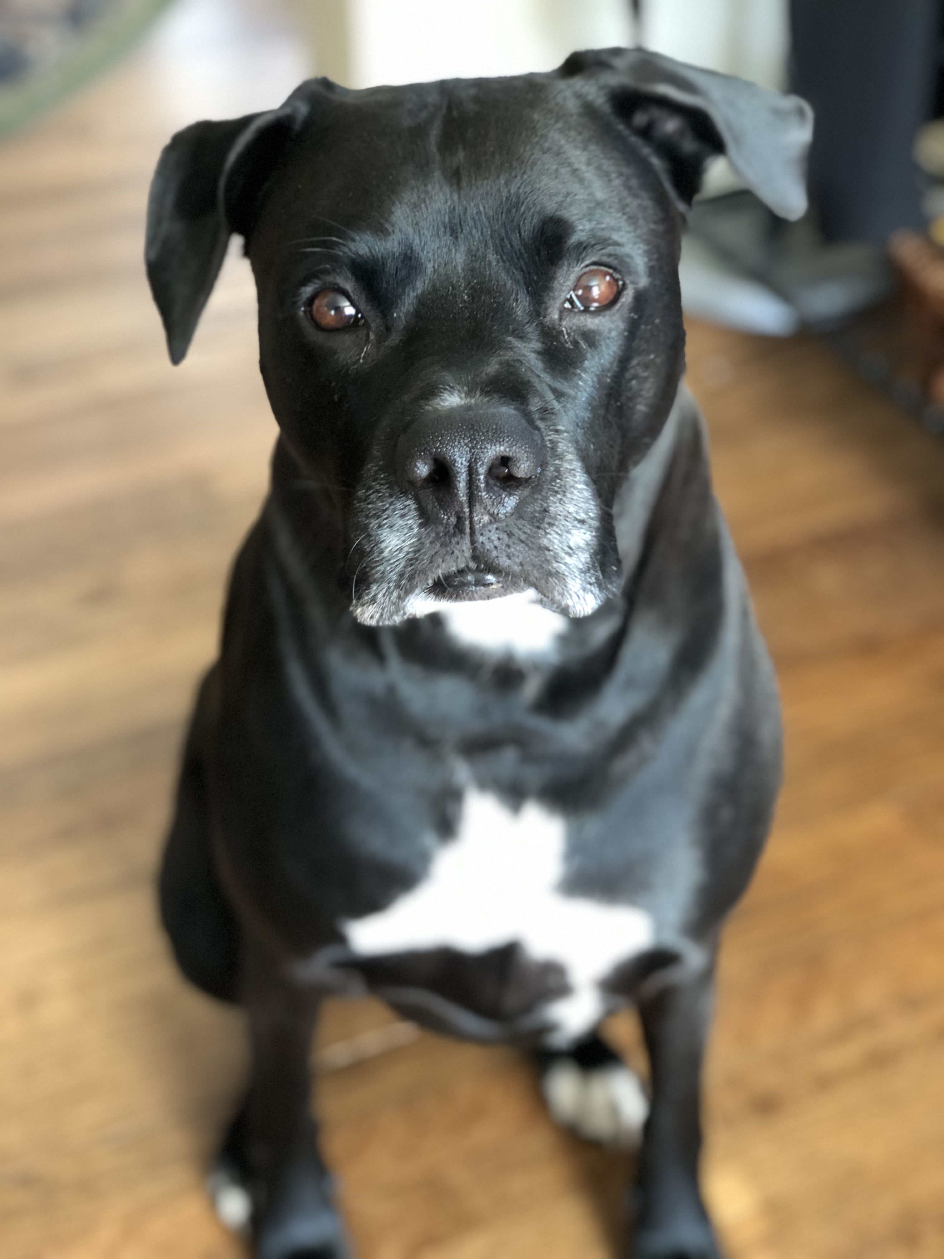 Bandit