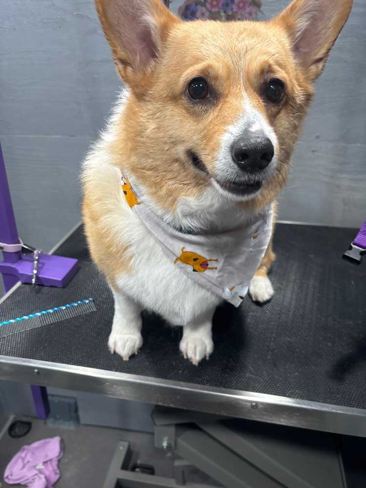 Taco Bella