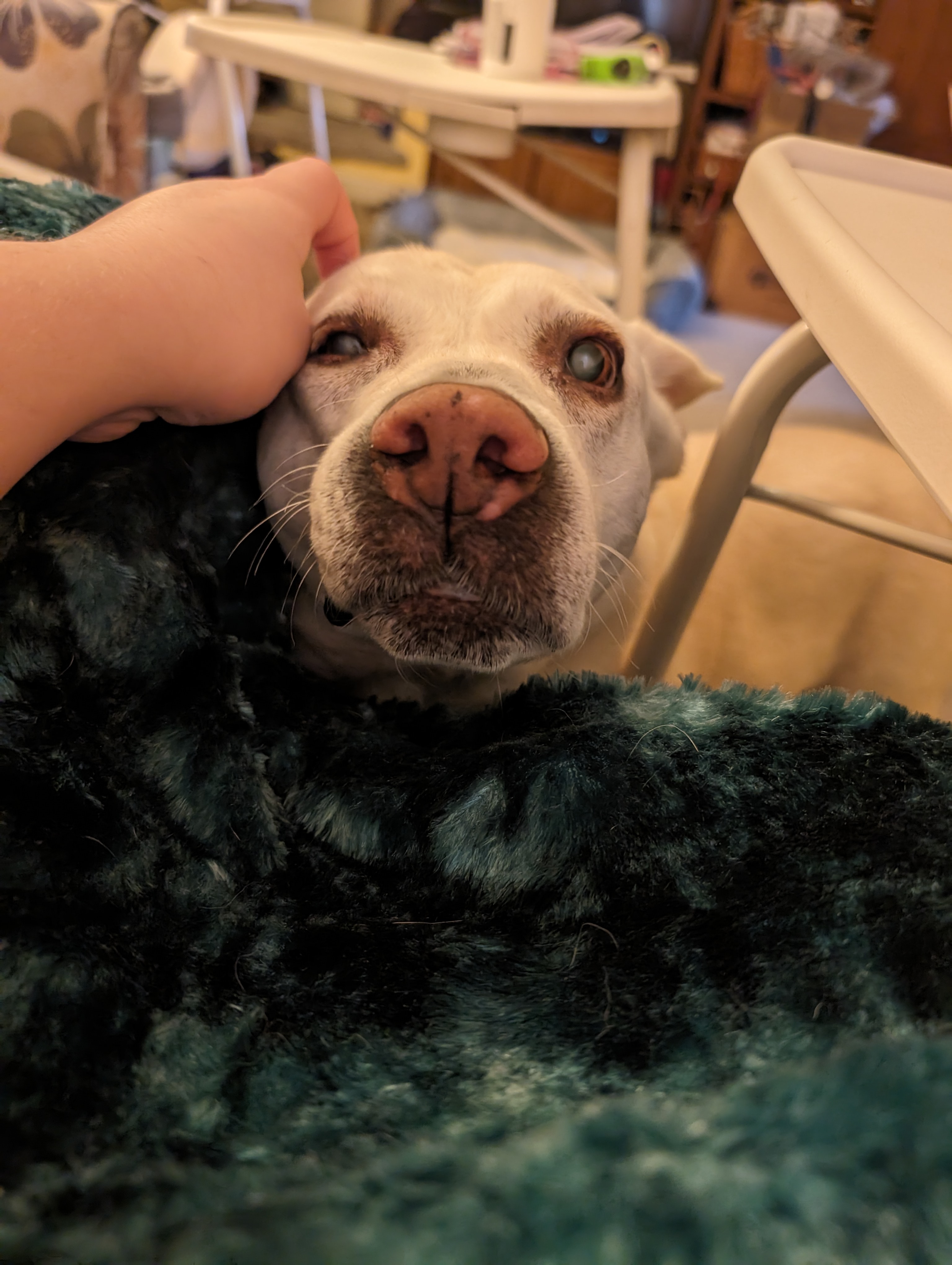 Sophie