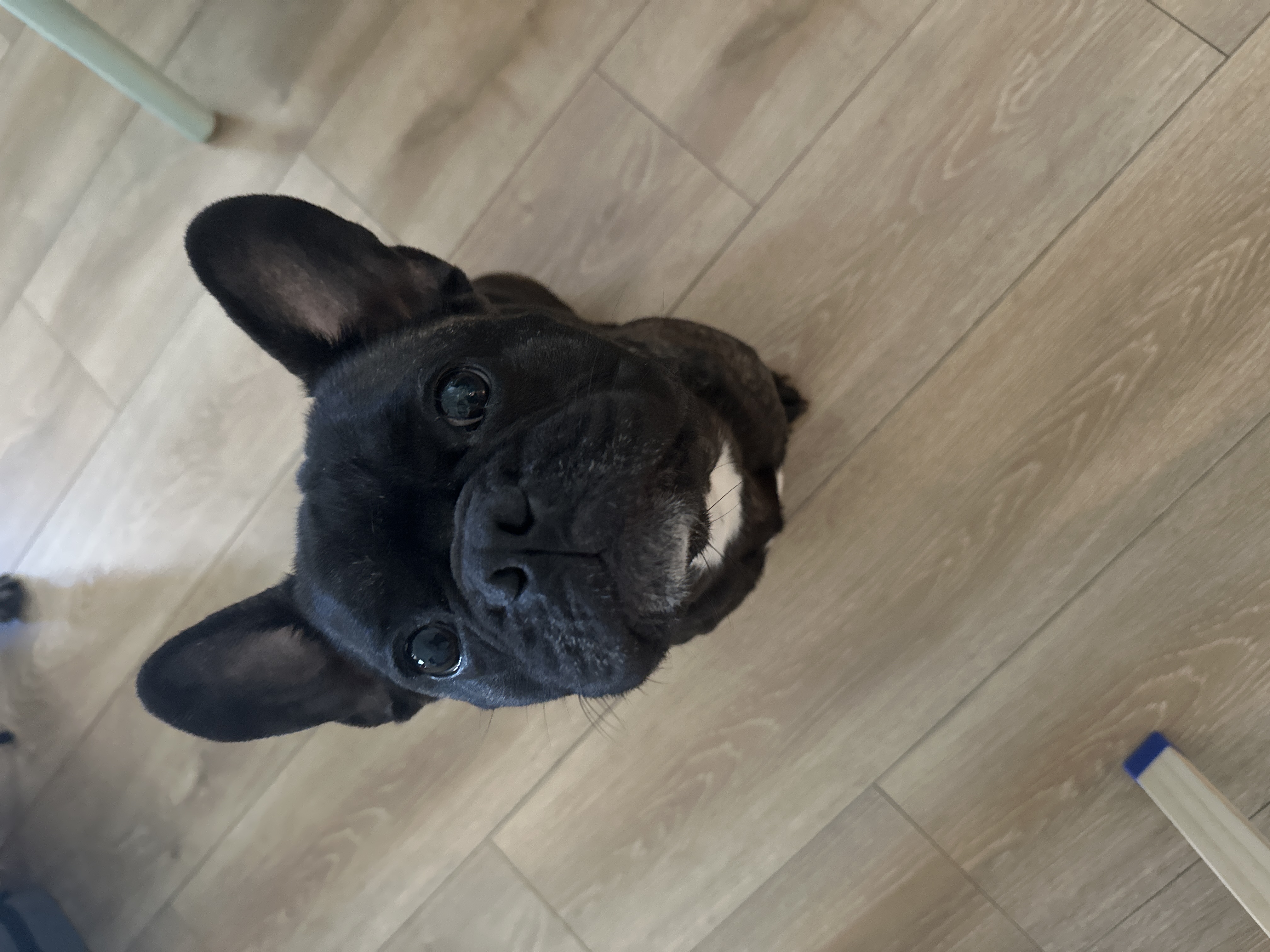 Dog Pet Photo