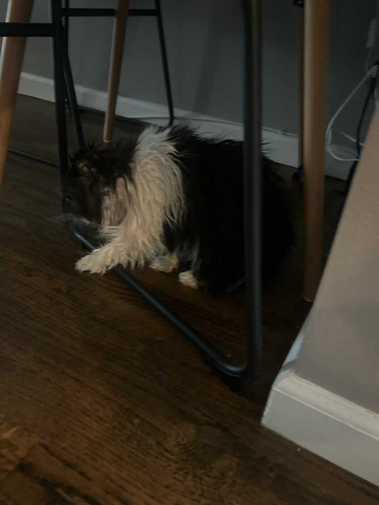 Dog Pet Photo