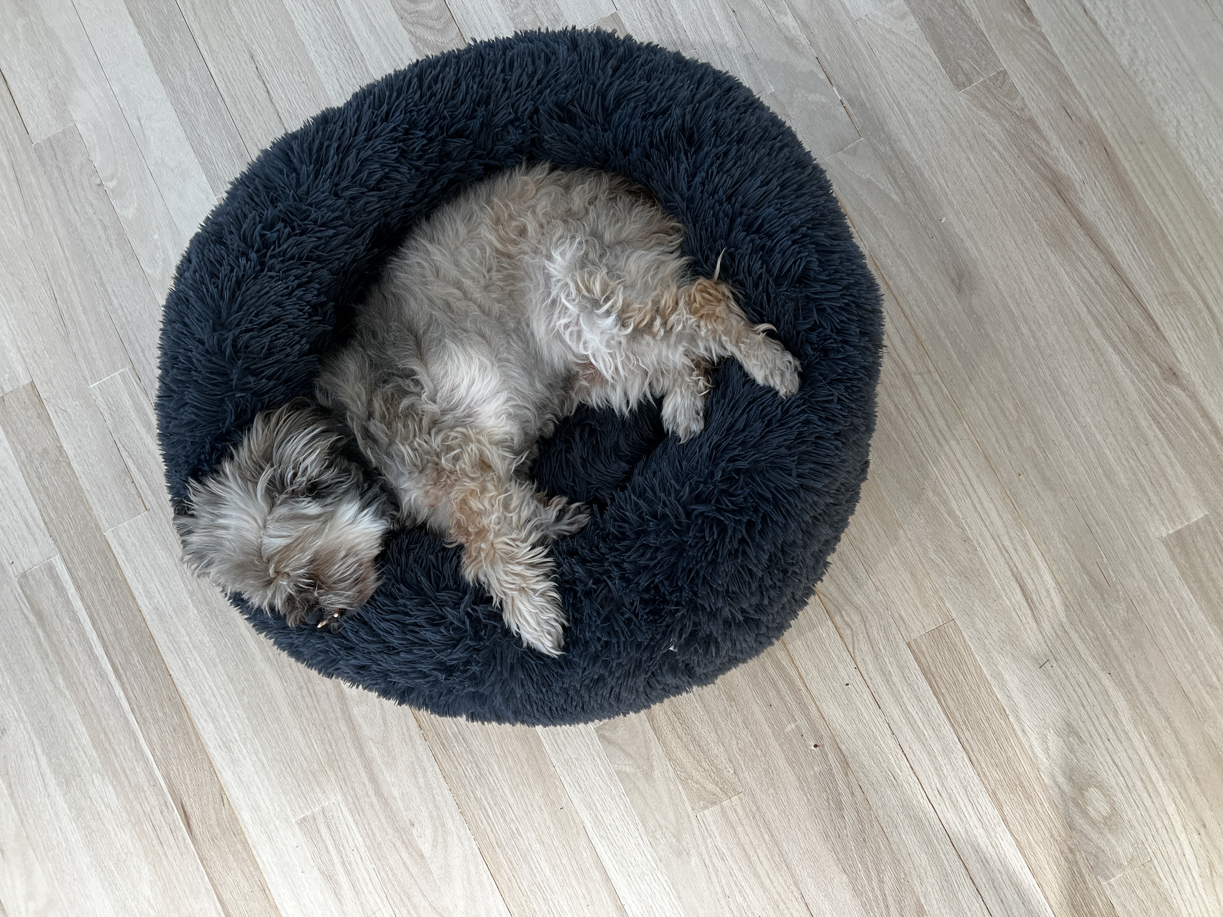Teddy
