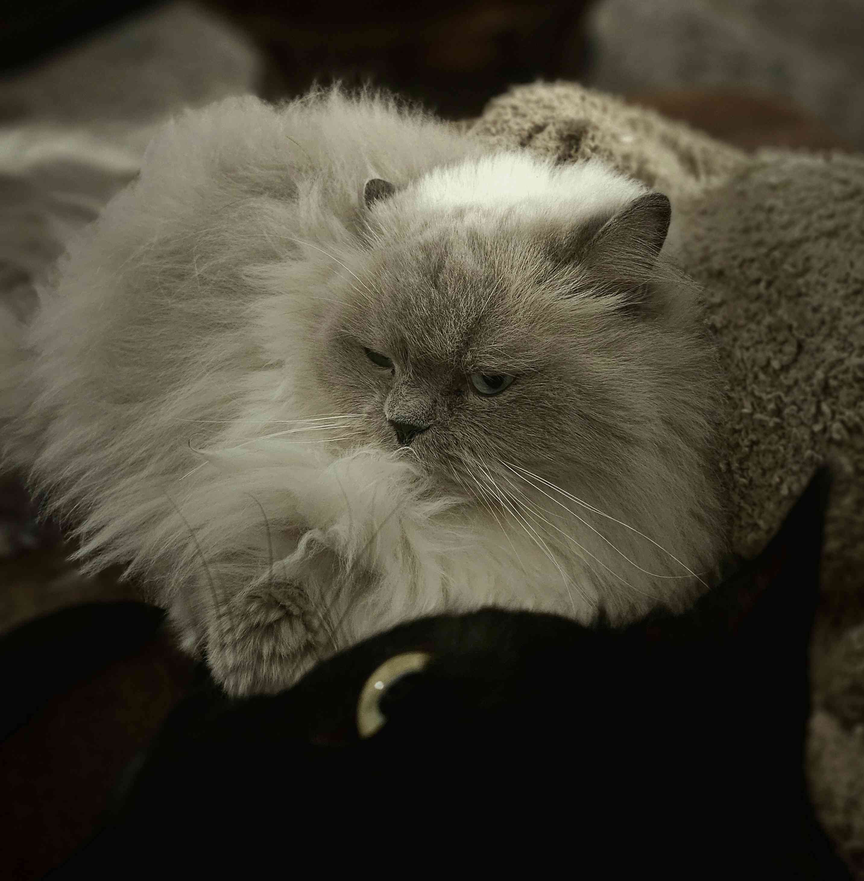 Puff